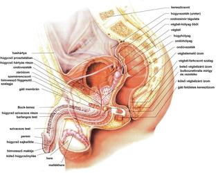 az urethritis okai a prosztatitisben infertilitás és prosztata kezelés