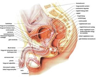 Benignus prostata hyperplasia | bookline